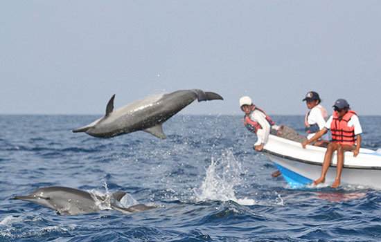 Dolphins Watching